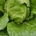 【荐】湖北产地直供，白菜，黄心大白菜，中颗，量大从优，
