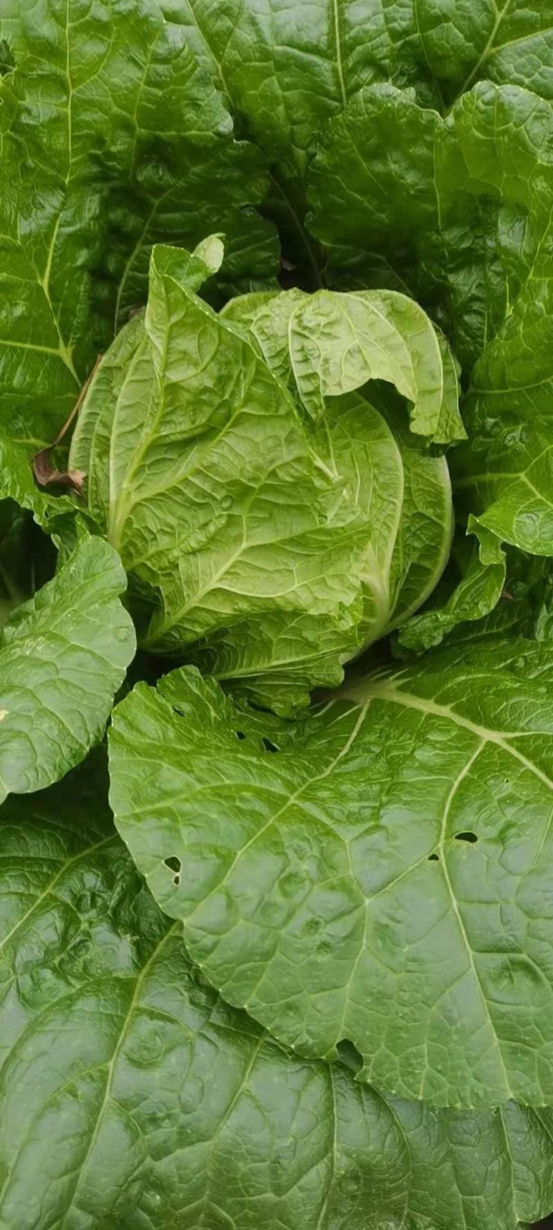 【荐】湖北产地直供，白菜，黄心大白菜，中颗，量大从优，