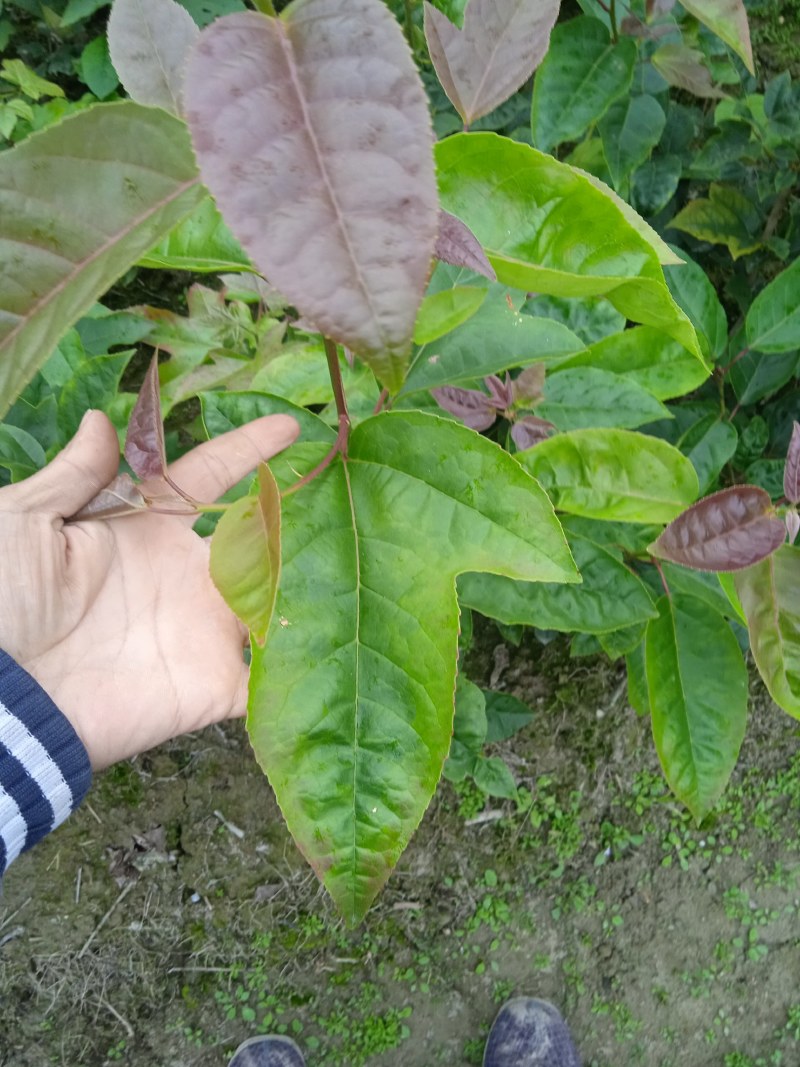 半枫菏苗半边枫苗，湖南量大价优