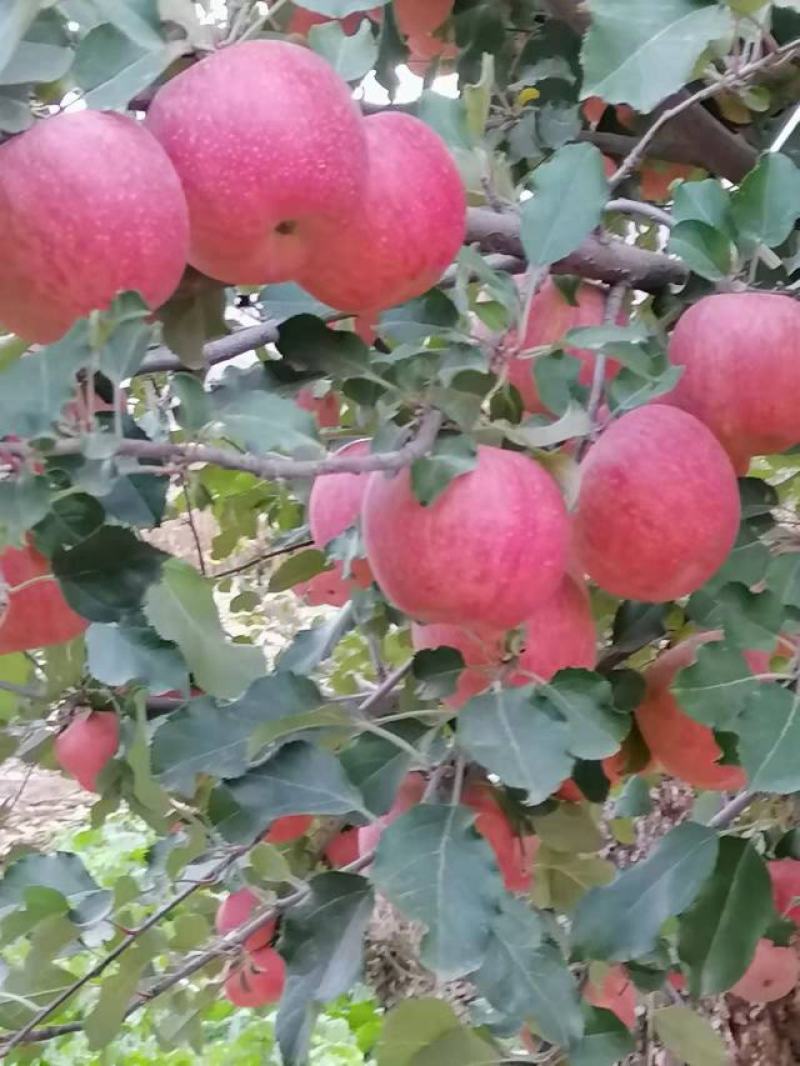冰糖心红富士苹果产地大量直销光果