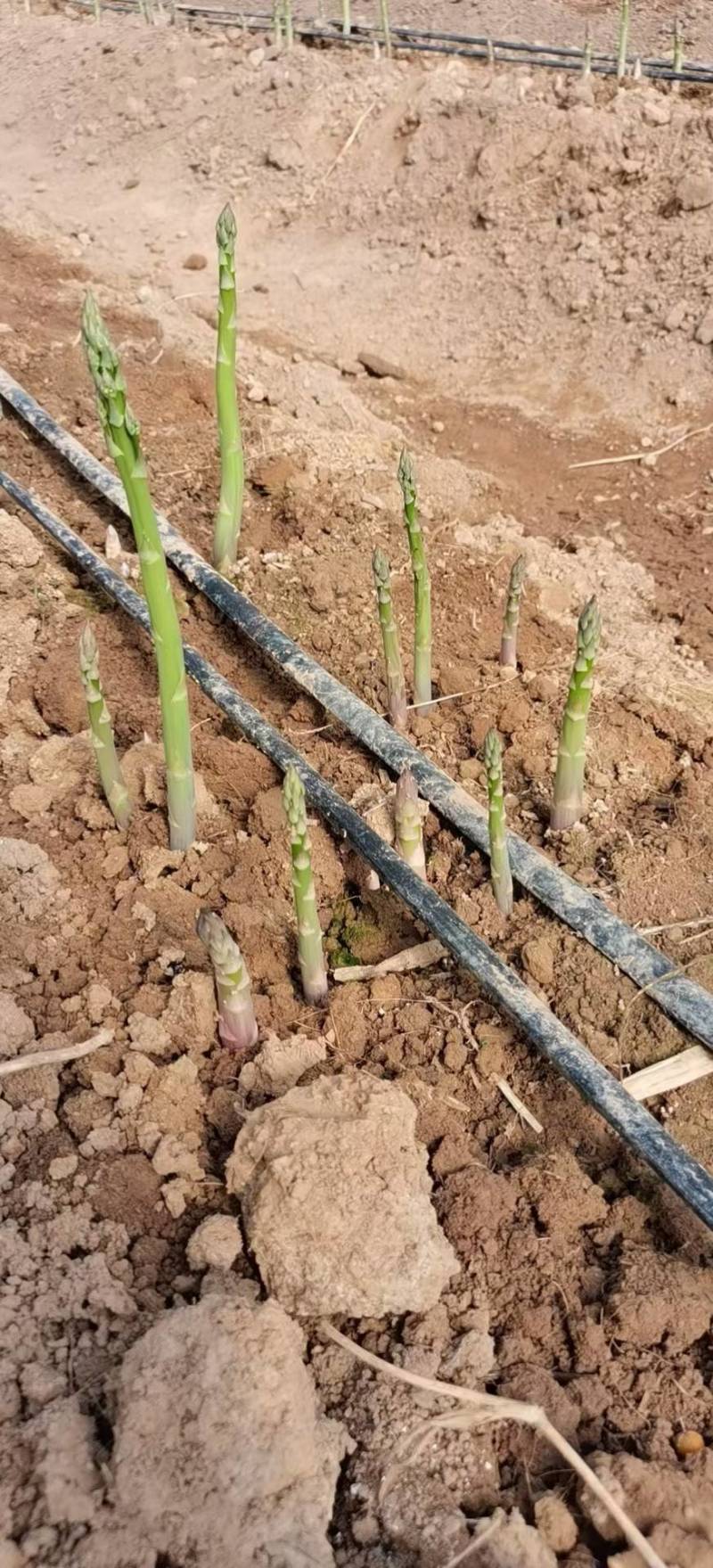 半年可采笋芽特粗大高产一代芦笋TC30芦笋苗