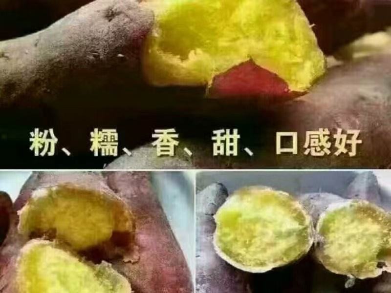红薯