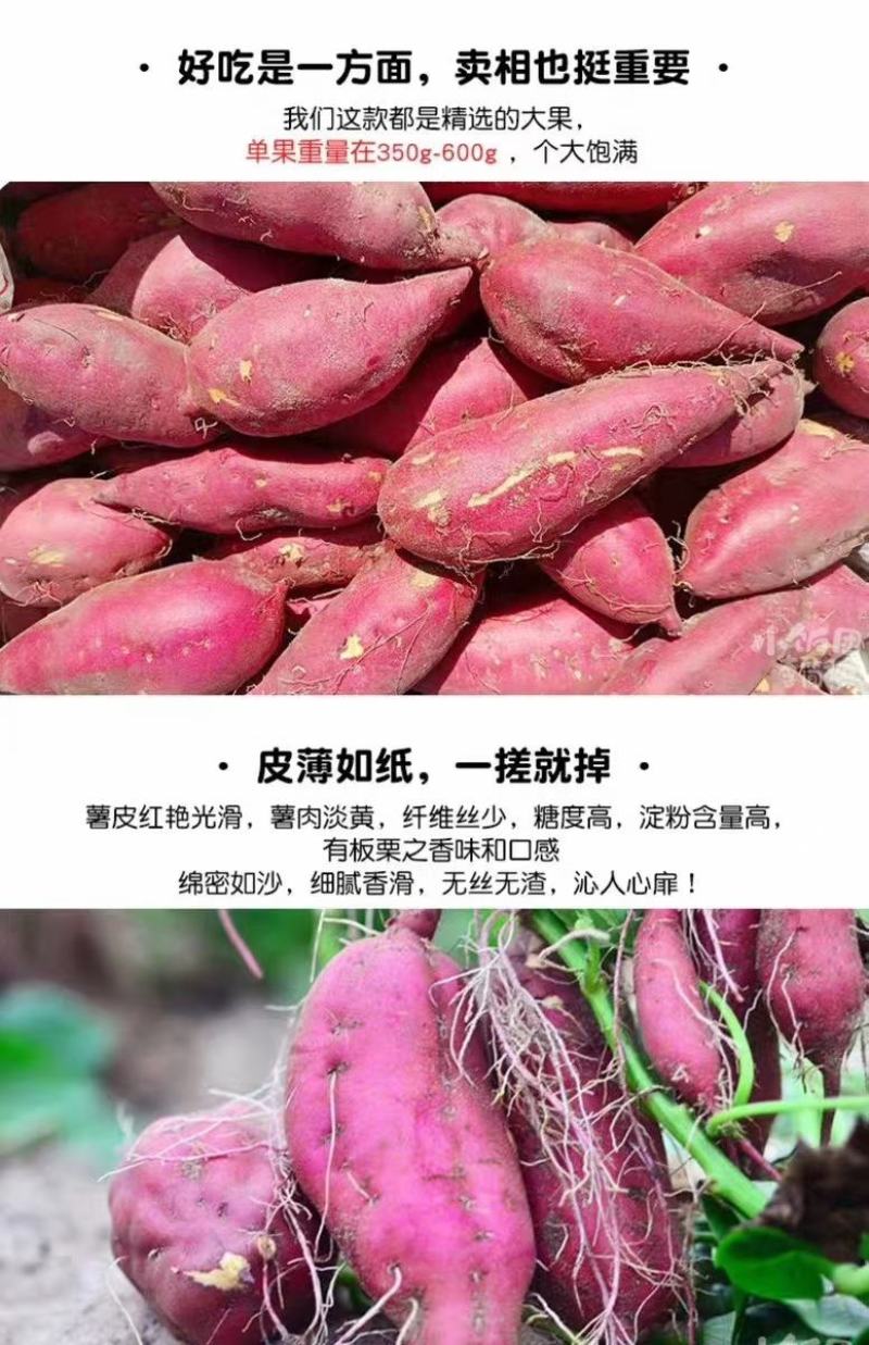 红薯