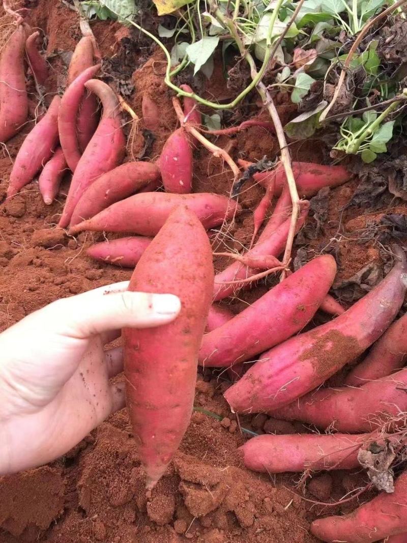 红薯