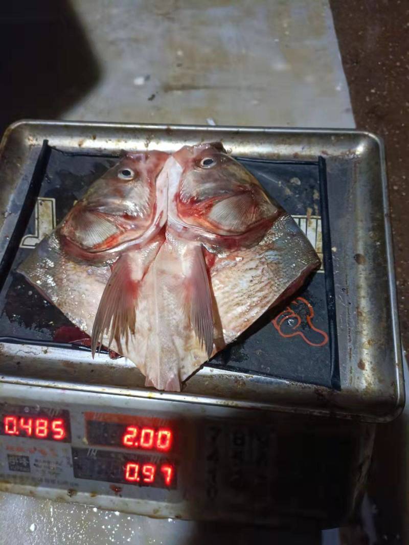 白鲢鱼头带肉1规格电商团购专用可提供免疫证明
