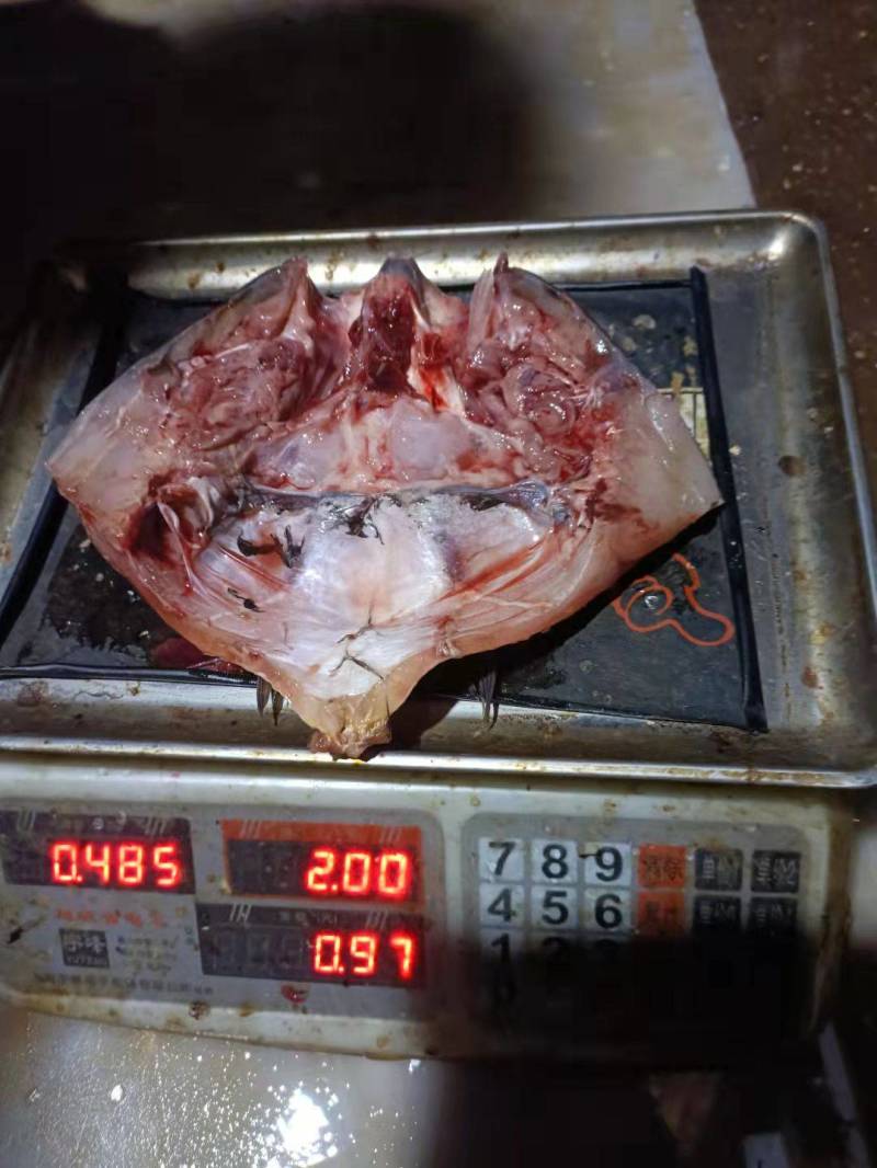 白鲢鱼头带肉1规格电商团购专用可提供免疫证明