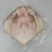 白鲢鱼头带肉1规格电商团购专用可提供免疫证明