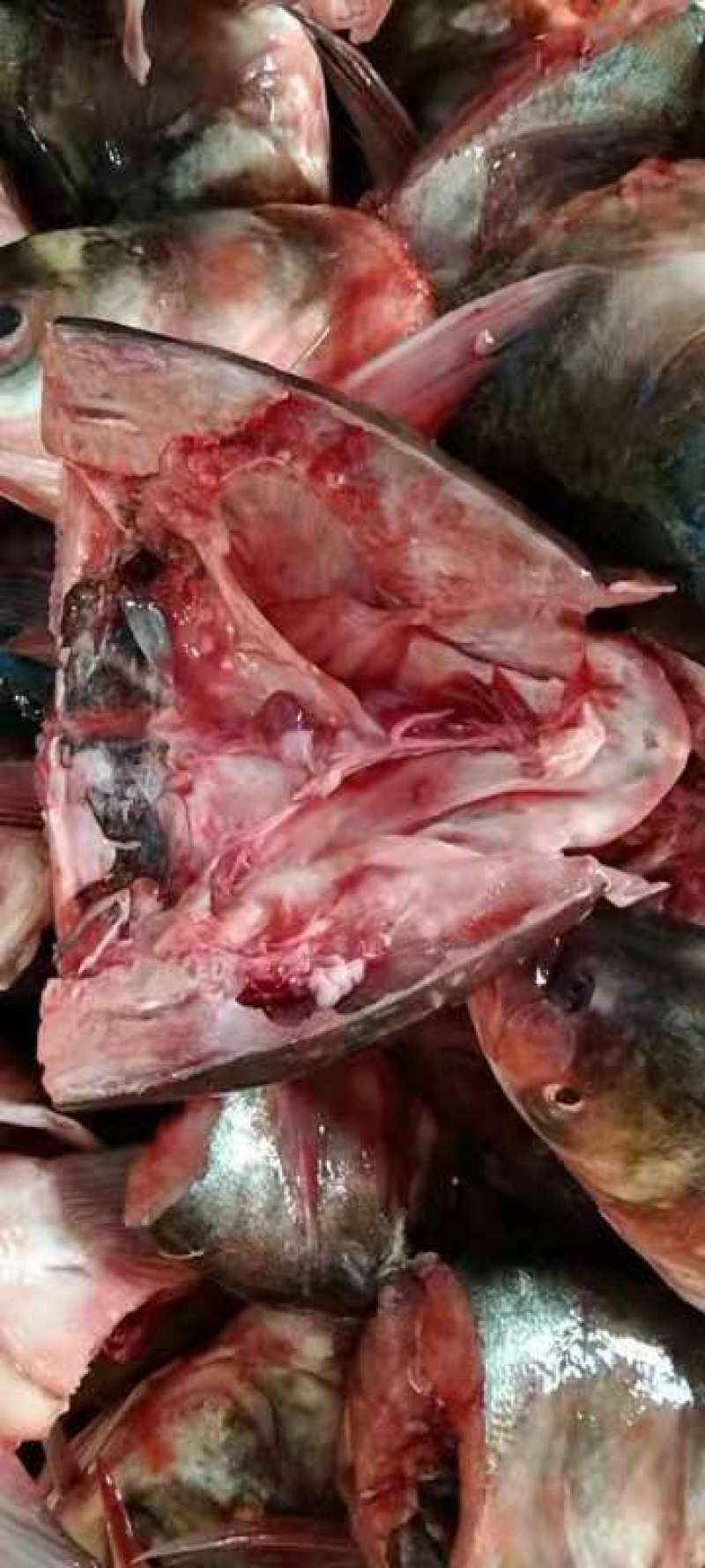 白鲢鱼头带肉1规格电商团购专用可提供免疫证明