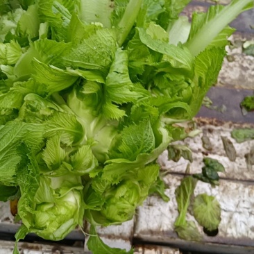 儿菜