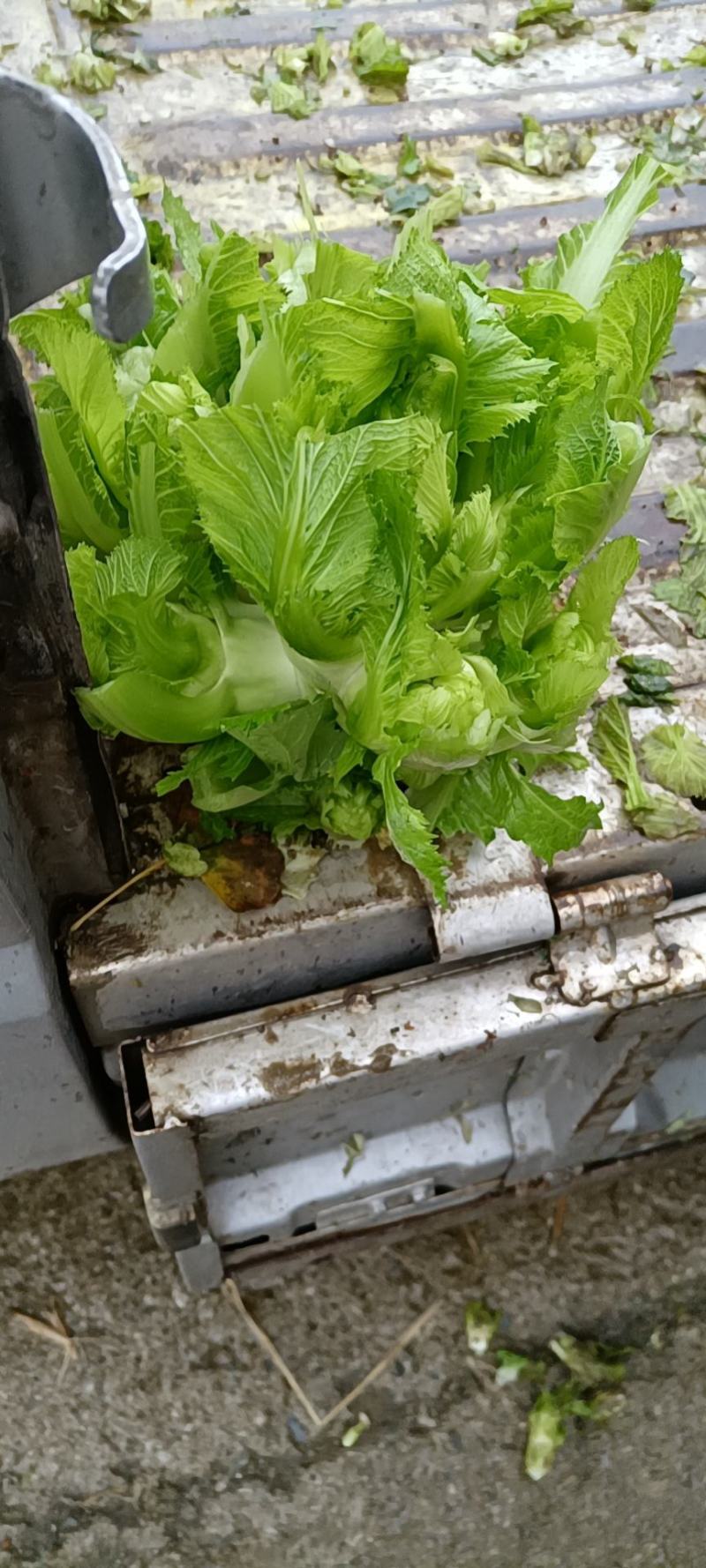 儿菜