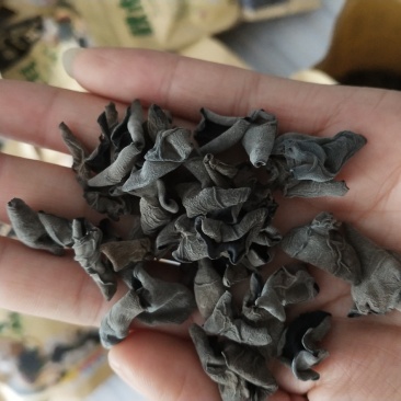 长白山秋木耳纯秋耳山泉水浇灌