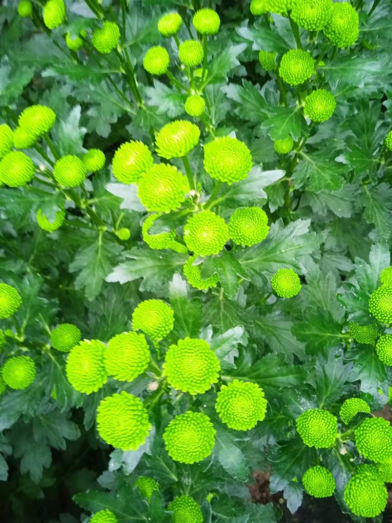 菊花大量供应需要老板随时联系每天都可发货