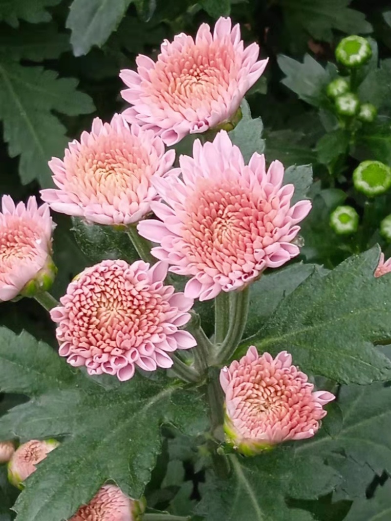 菊花大量供应需要老板随时联系每天都可发货