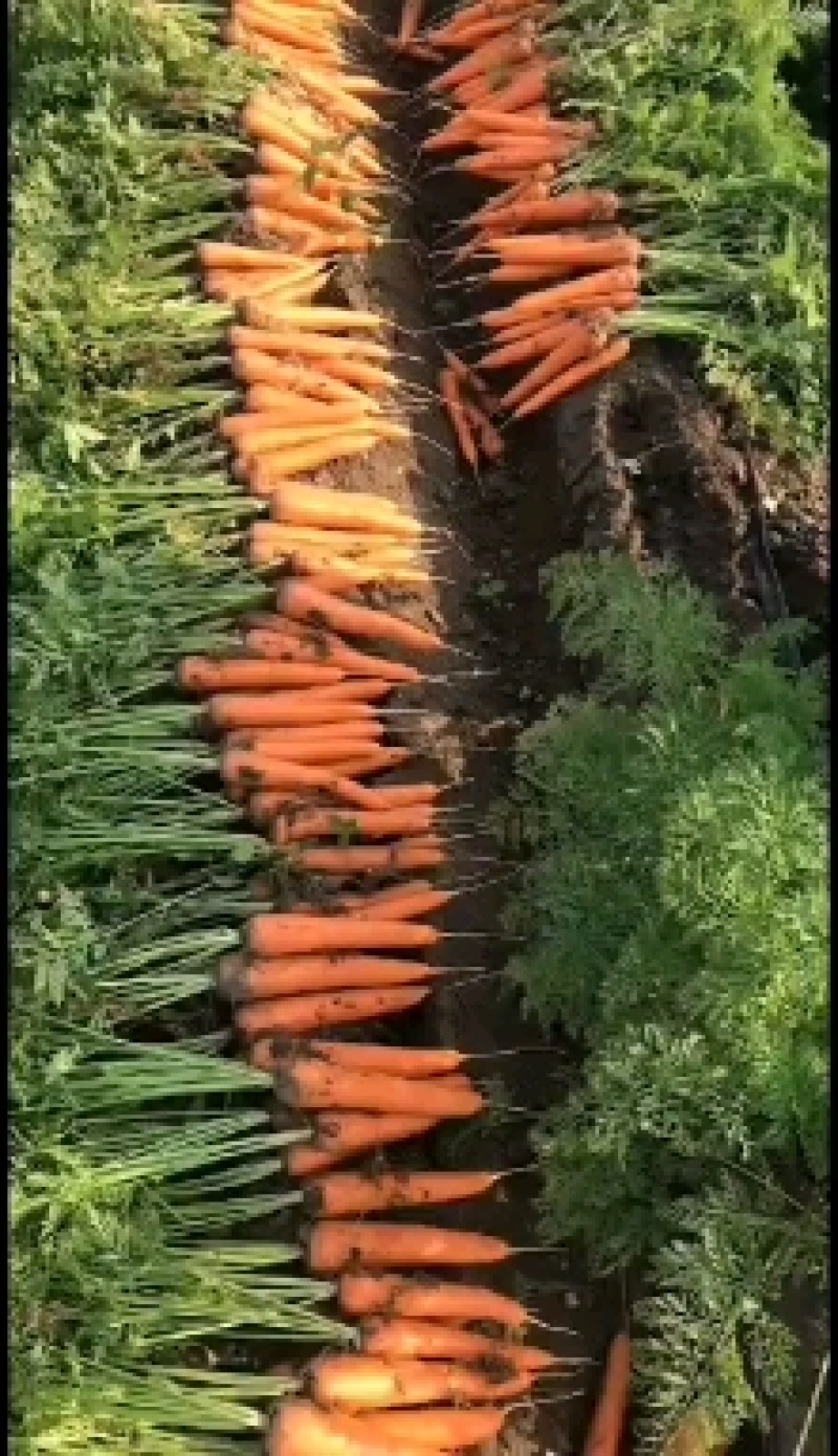 三红胡萝卜