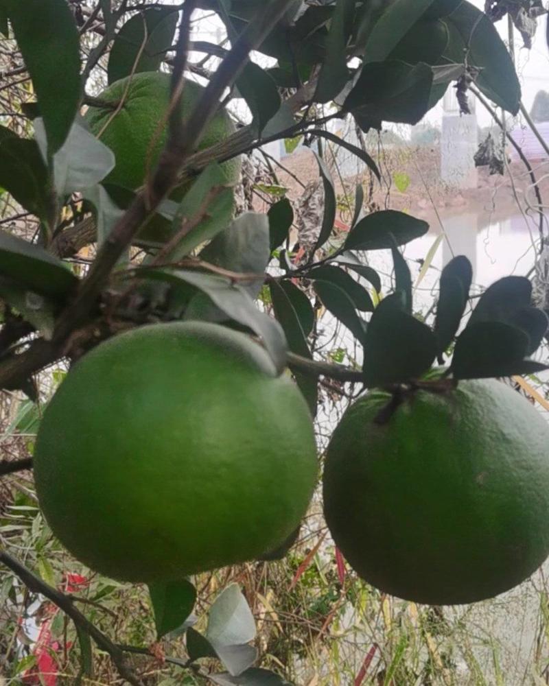 鸡尾葡萄柚苗，及台湾甜葡萄柚子自繁自育，品种保证