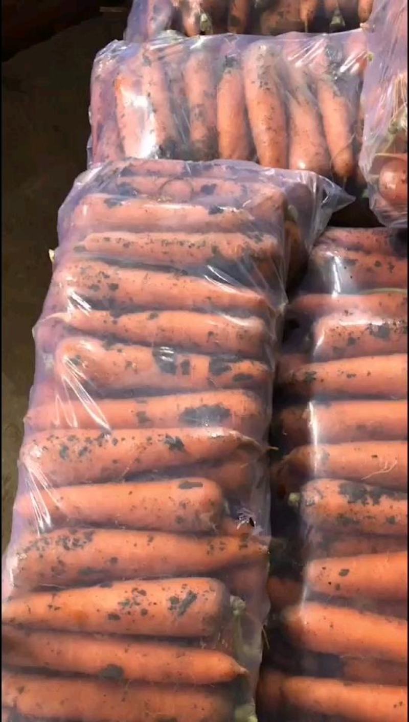 三红胡萝卜，商超，批发市场，专业加工半苗不带苗精品胡萝卜