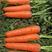 三红胡萝卜，商超，批发市场，专业加工半苗不带苗精品胡萝卜