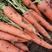 三红胡萝卜，商超，批发市场，专业加工半苗不带苗精品胡萝卜