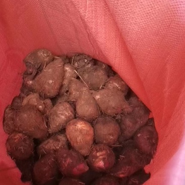 下单就送500斤，红芽芋头大量上市，诚信者，赢天下