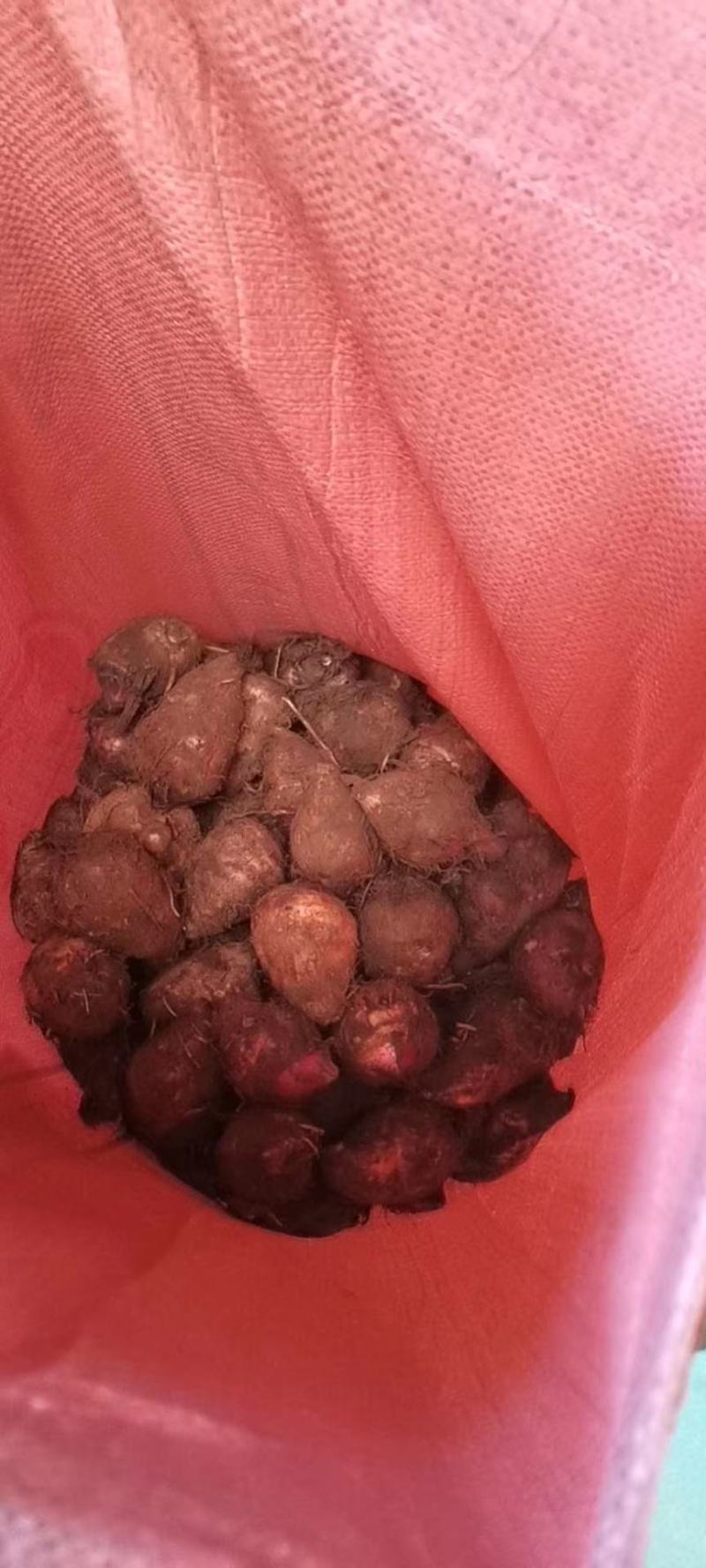 下单就送500斤，红芽芋头大量上市，诚信者，赢天下