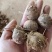 下单就送500斤，红芽芋头大量上市，诚信者，赢天下