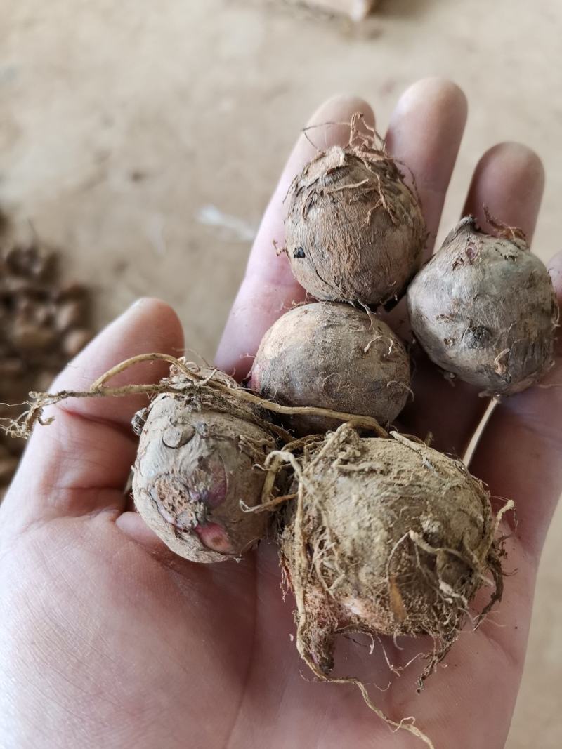 下单就送500斤，红芽芋头大量上市，诚信者，赢天下