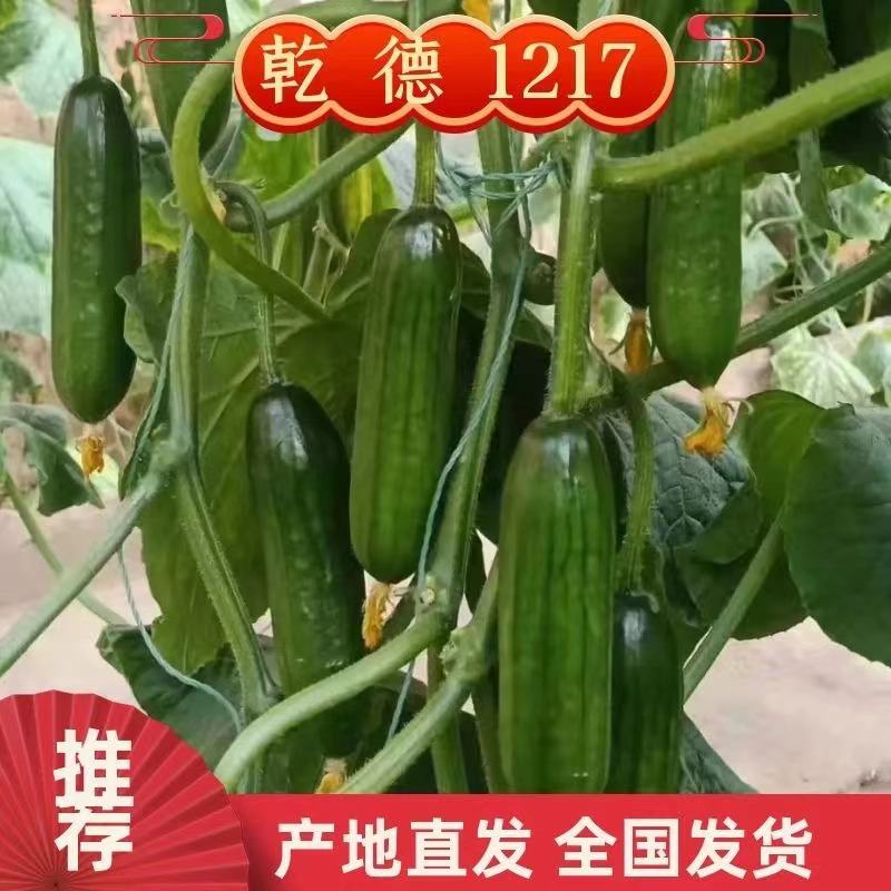 【包邮】乾德1217无刺水果黄瓜春秋越冬茬口栽培
