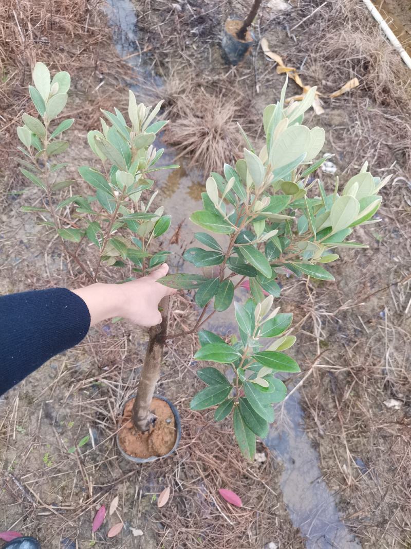 桃金娘大苗捻子果苗山捻，次年结果山花浪漫野生苗