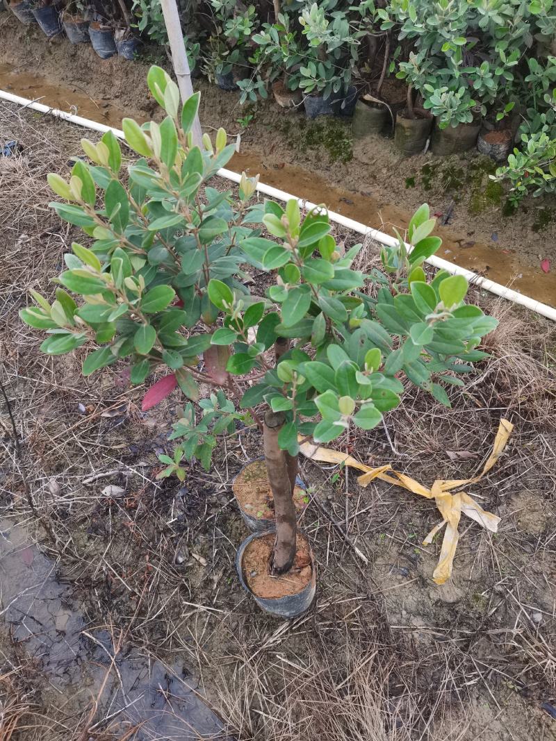桃金娘大苗捻子果苗山捻，次年结果山花浪漫野生苗