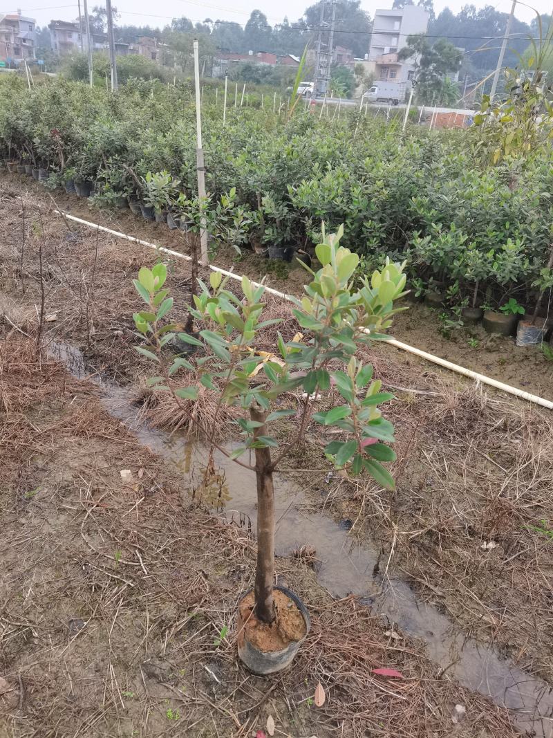 桃金娘大苗捻子果苗山捻，次年结果山花浪漫野生苗