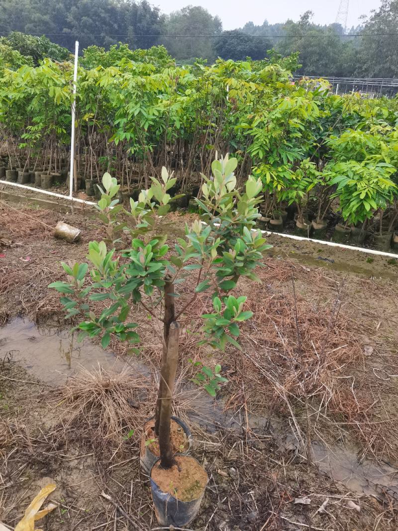 桃金娘大苗捻子果苗山捻，次年结果山花浪漫野生苗