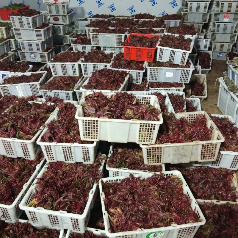 香椿芽云贵高原露天种植粗放管理自然生长高端食材营养丰富