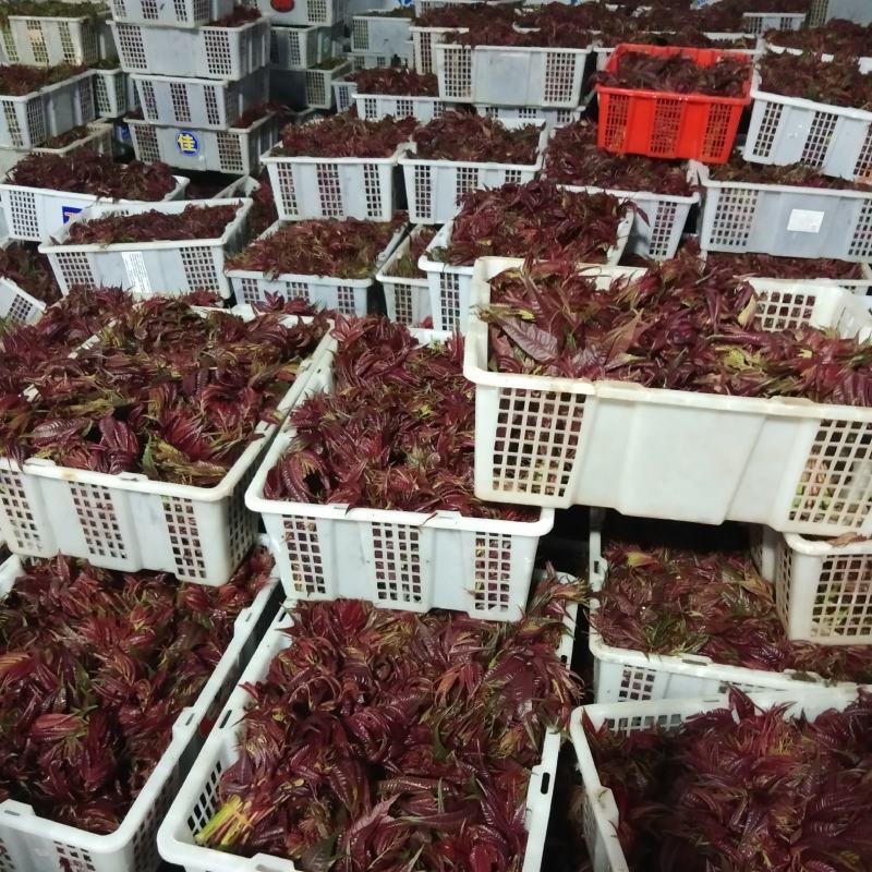香椿芽云贵高原露天种植粗放管理自然生长高端食材营养丰富