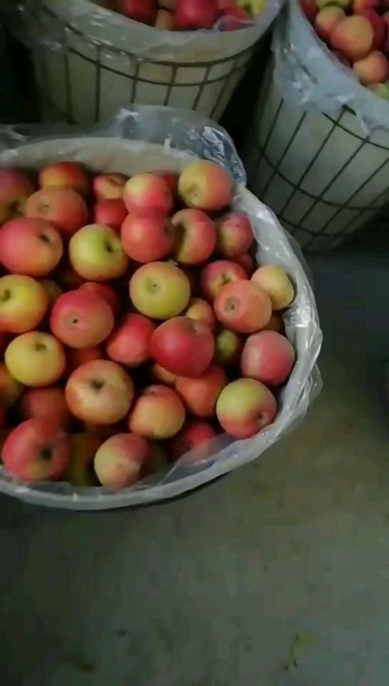 青龙县优质山地果园自然生长的小国光苹果大量现货出售中
