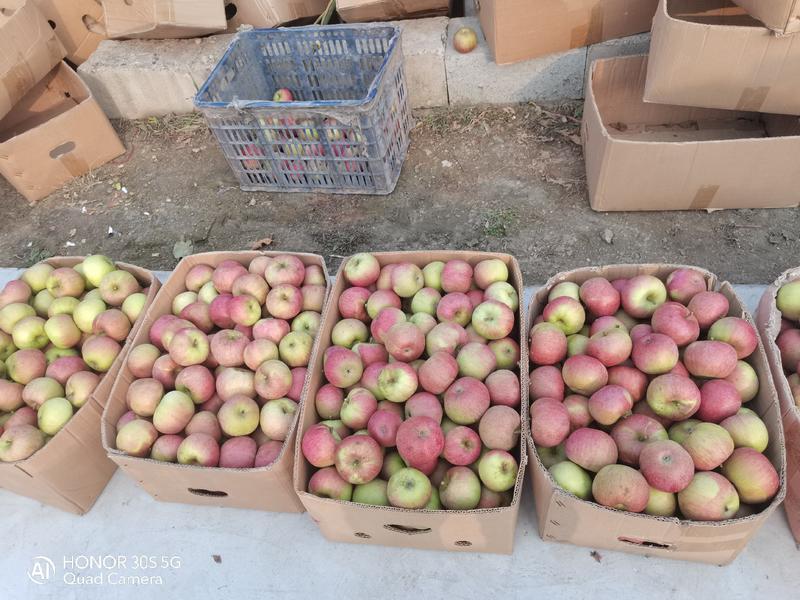 青龙县优质山地果园自然生长的小国光苹果大量现货出售中