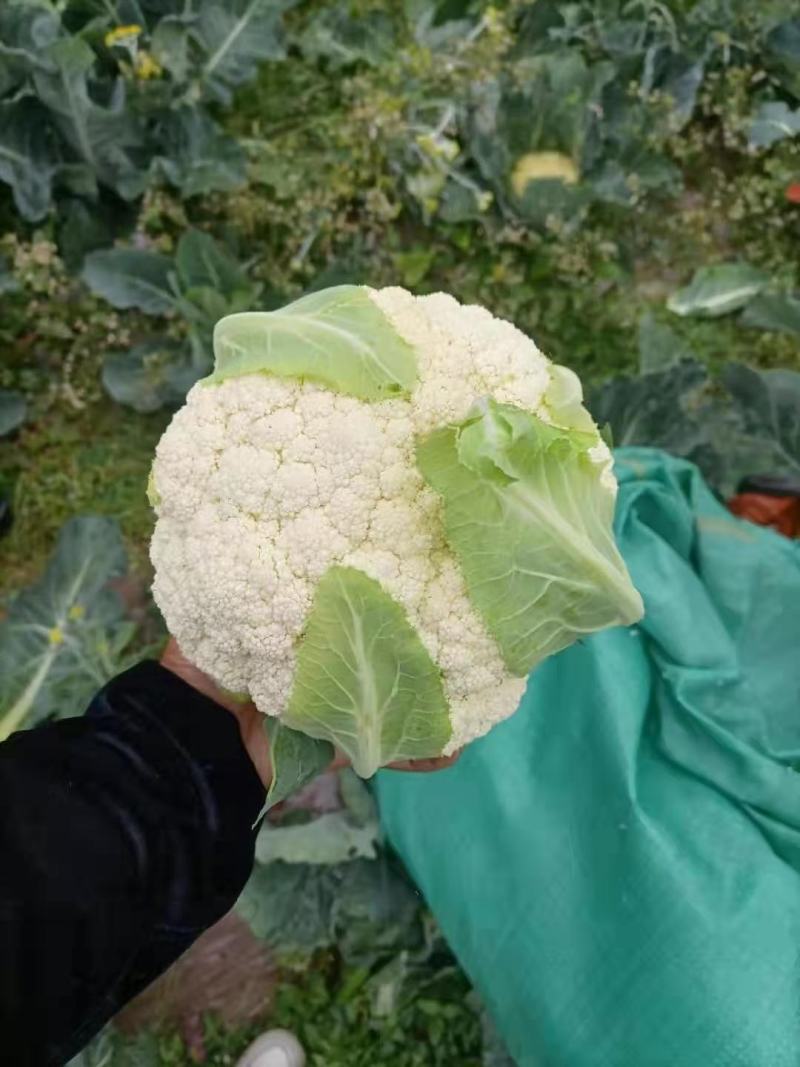 贵州有机松花菜