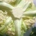 贵州有机松花菜