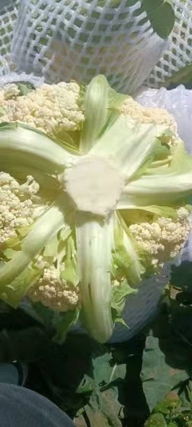 贵州有机松花菜