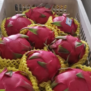 广东阳春市红心火龙果苗，桂红龙果苗，高产好管理