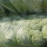 娃娃菜河南娃娃菜精品黄心万亩娃娃菜基地大量上市