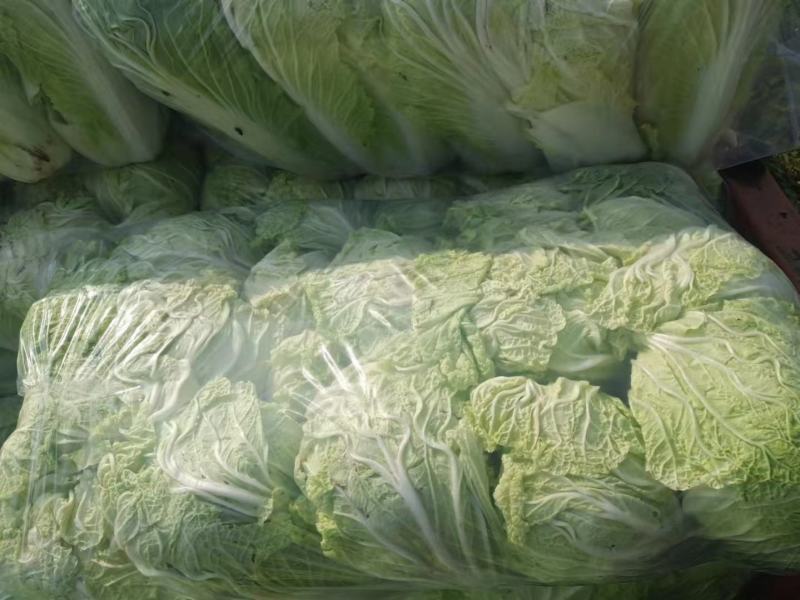 娃娃菜河南娃娃菜精品黄心万亩娃娃菜基地大量上市