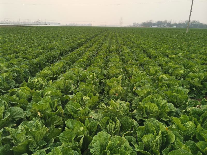 娃娃菜河南娃娃菜精品黄心万亩娃娃菜基地大量上市