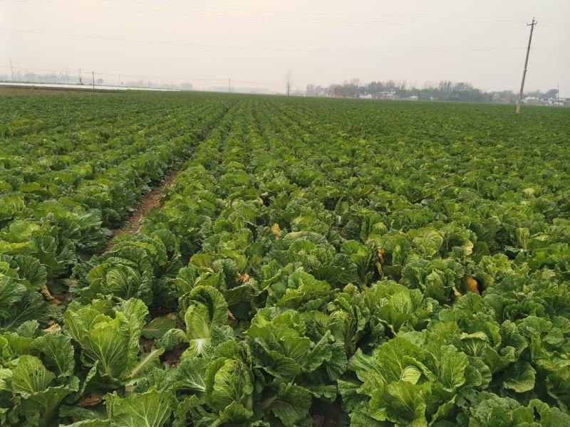 娃娃菜河南娃娃菜精品黄心万亩娃娃菜基地大量上市