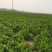 娃娃菜河南娃娃菜精品黄心万亩娃娃菜基地大量上市