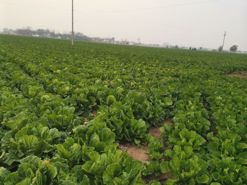 娃娃菜河南娃娃菜精品黄心万亩娃娃菜基地大量上市