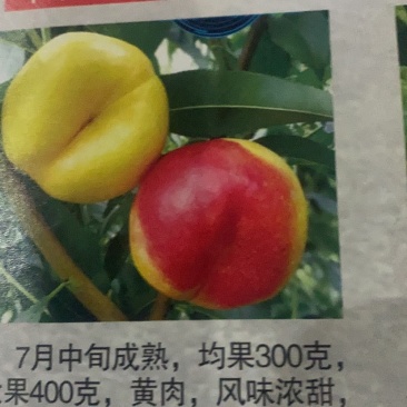 蟠桃苗