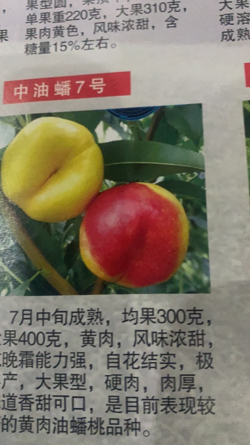 蟠桃苗
