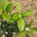 桂花树