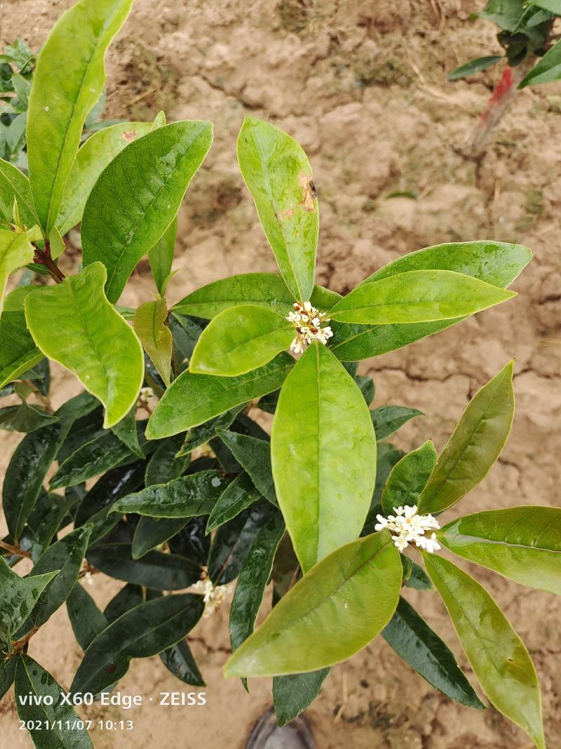 桂花树