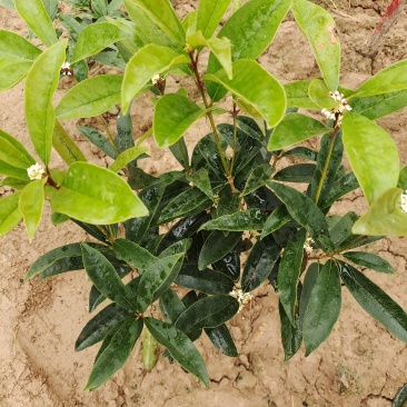 桂花树
